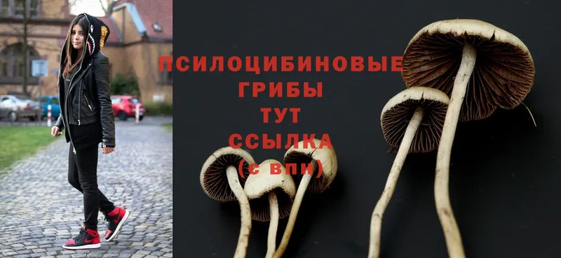 где можно купить наркотик  Бабаево  Галлюциногенные грибы Magic Shrooms 